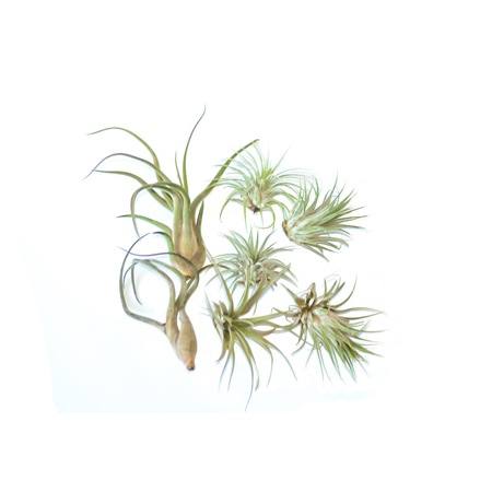 Tillandsia mix, 7 plante aeriene